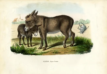 Ezel, 1863-79